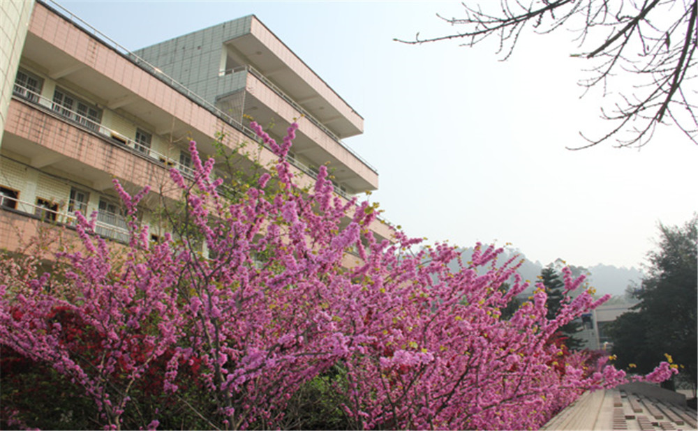 五通橋中學(xué)校園環(huán)境怎么樣？