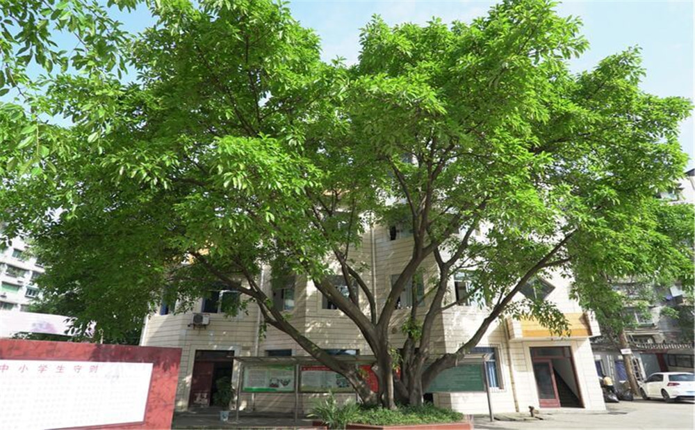 自貢市第六中學的學校環(huán)境