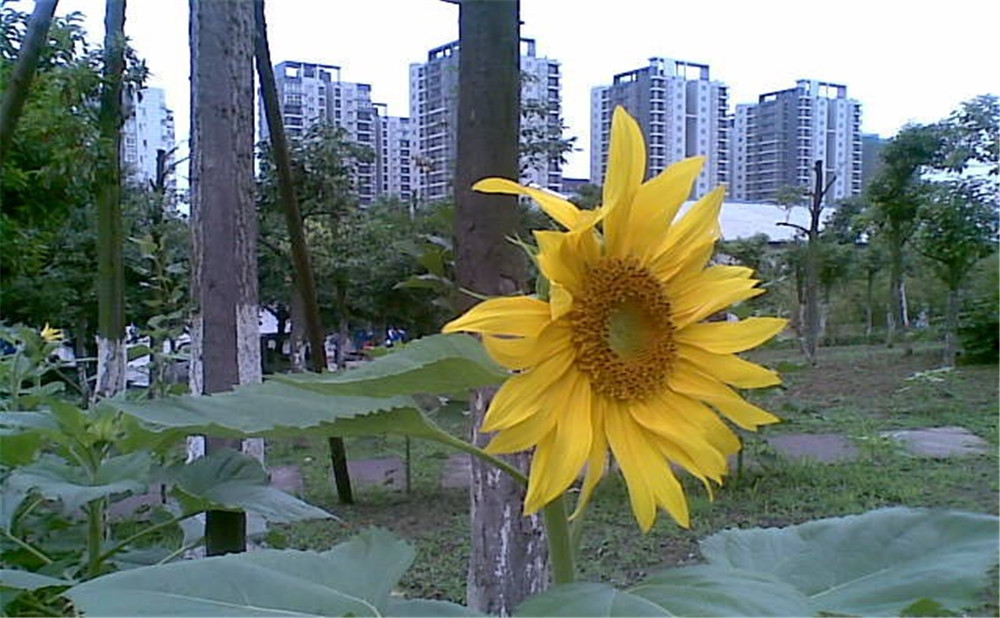 成都市第三十八中學(xué)去年的錄取分?jǐn)?shù)線是多少？